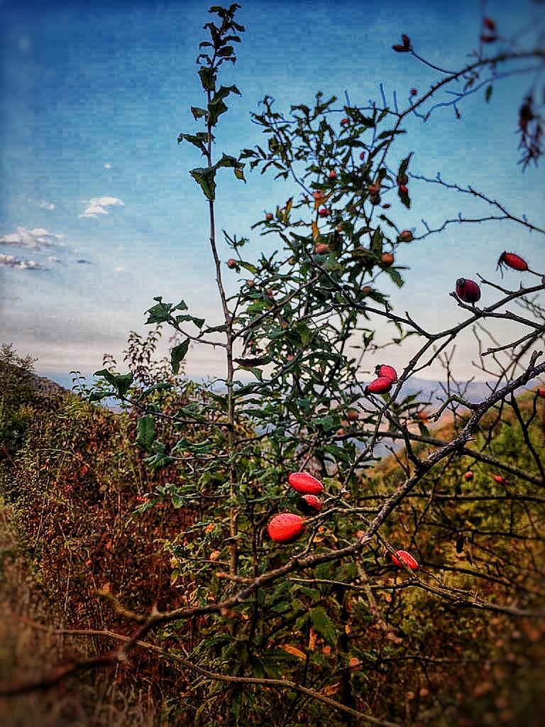 Buluşmak
