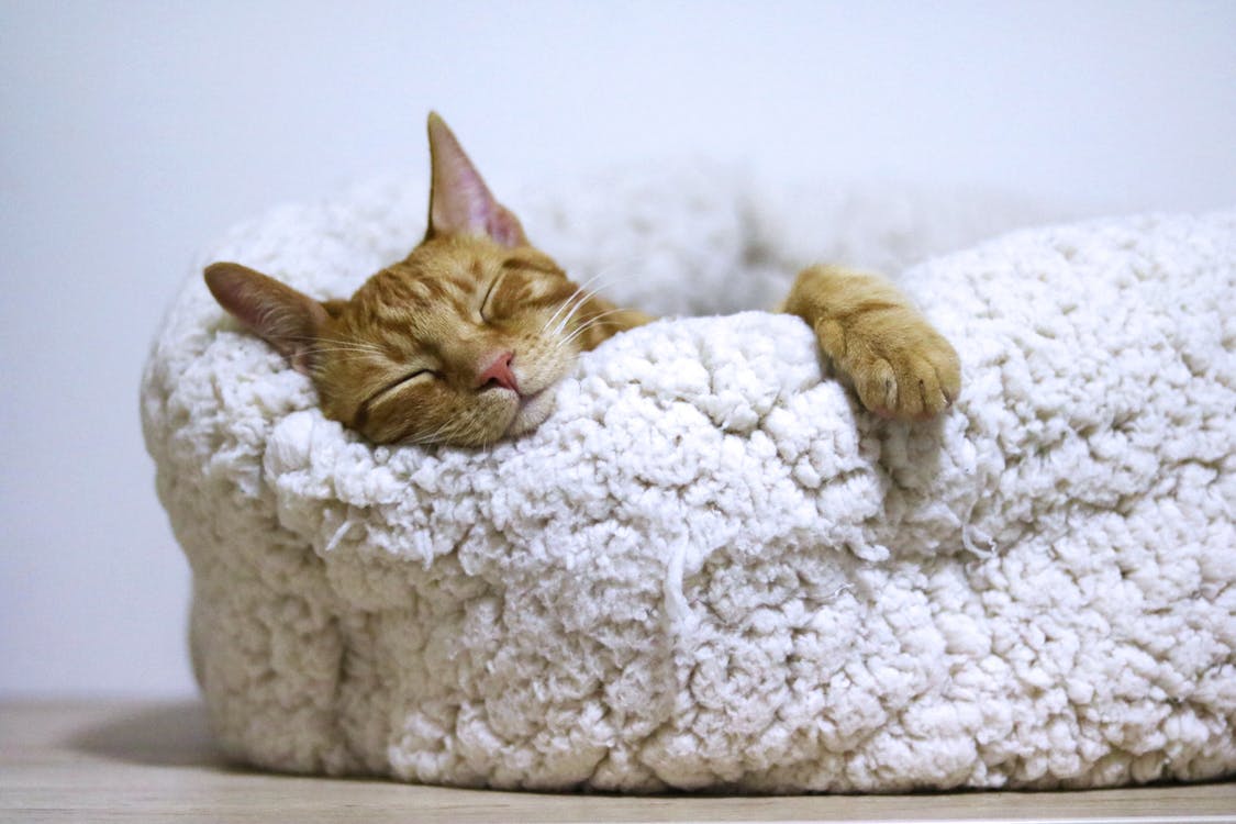 Kedi