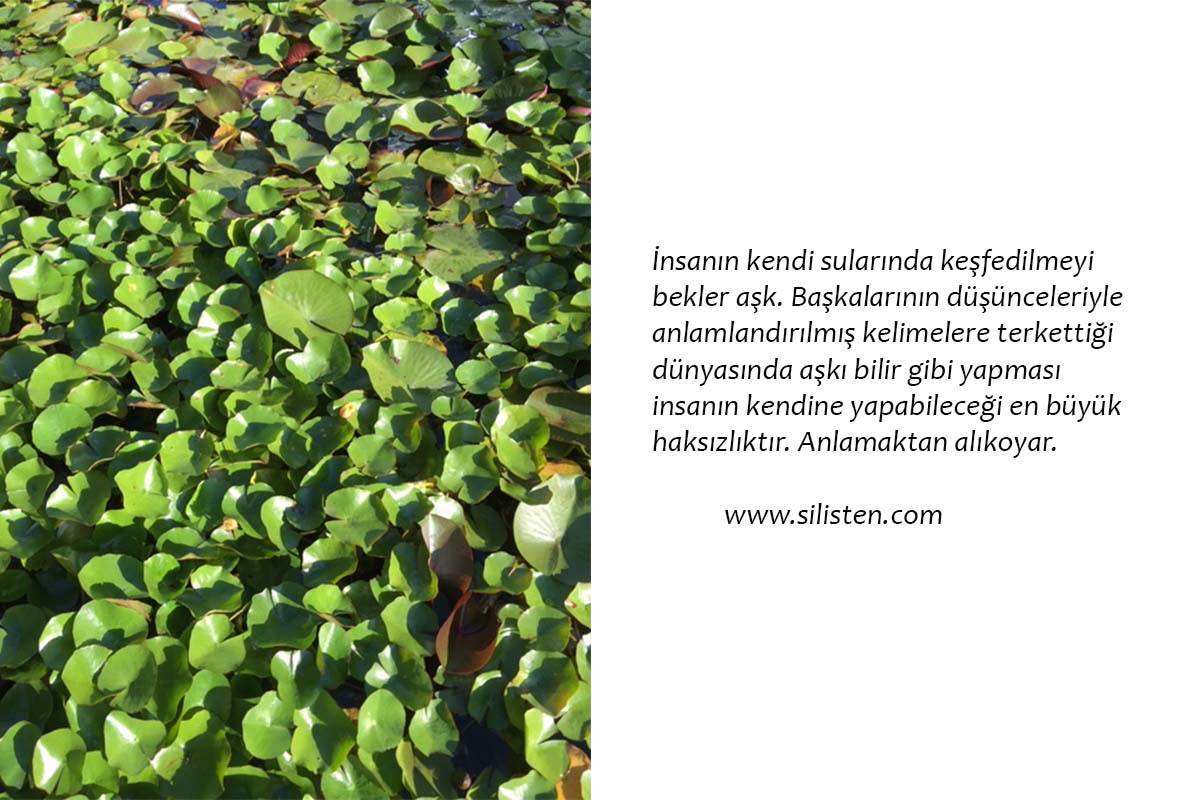 Deyiş 15