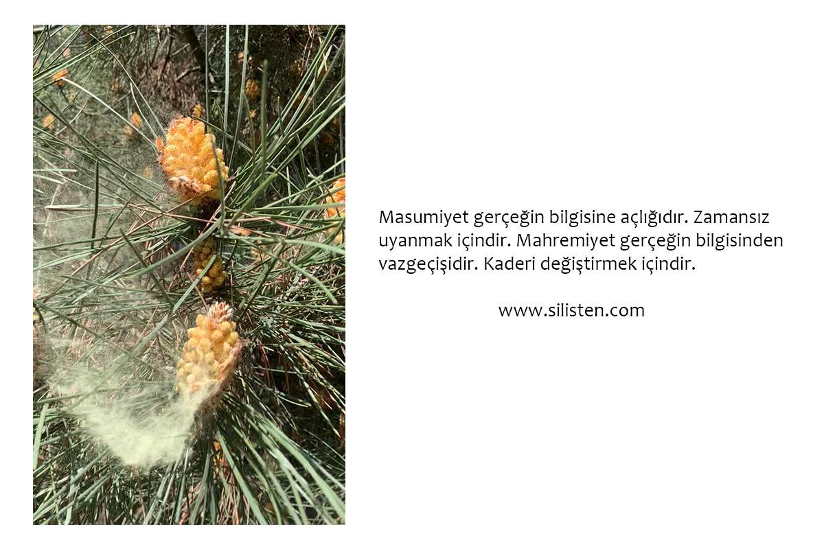 Deyiş 116