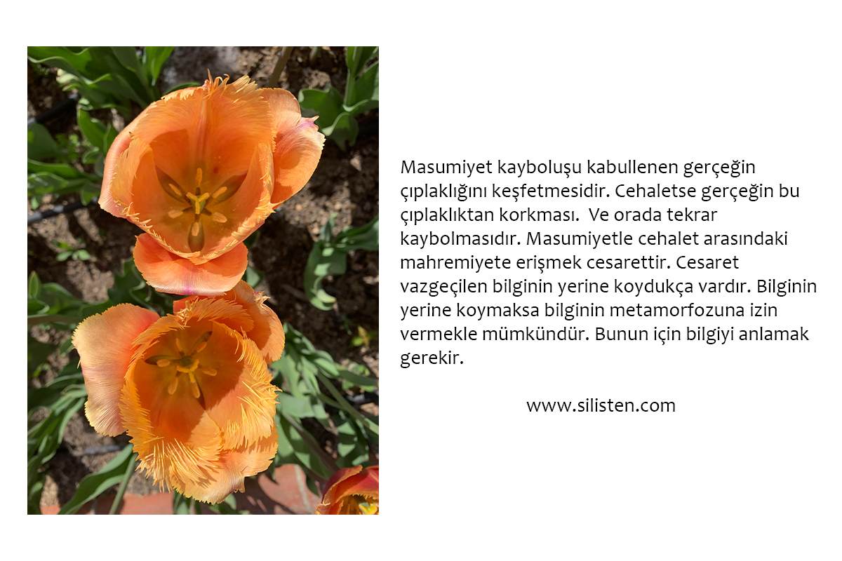 Deyiş 124